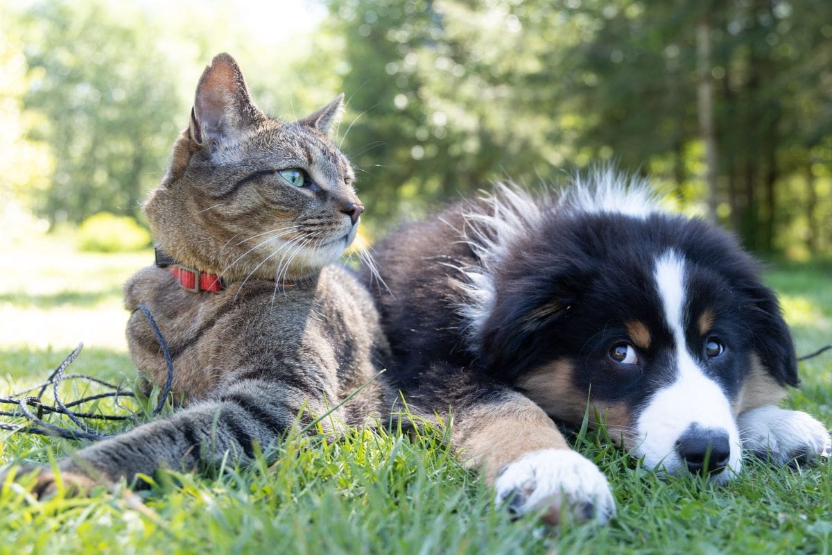 Probiotics for cats and dogs (yes, really!)