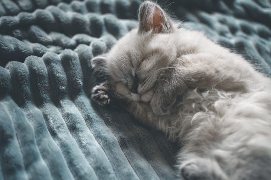 Probiotics for Cats and Dogs