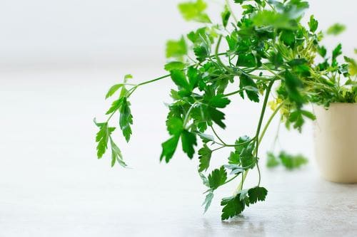 pintando la luz WGZv8R05LSo unsplash Parsley