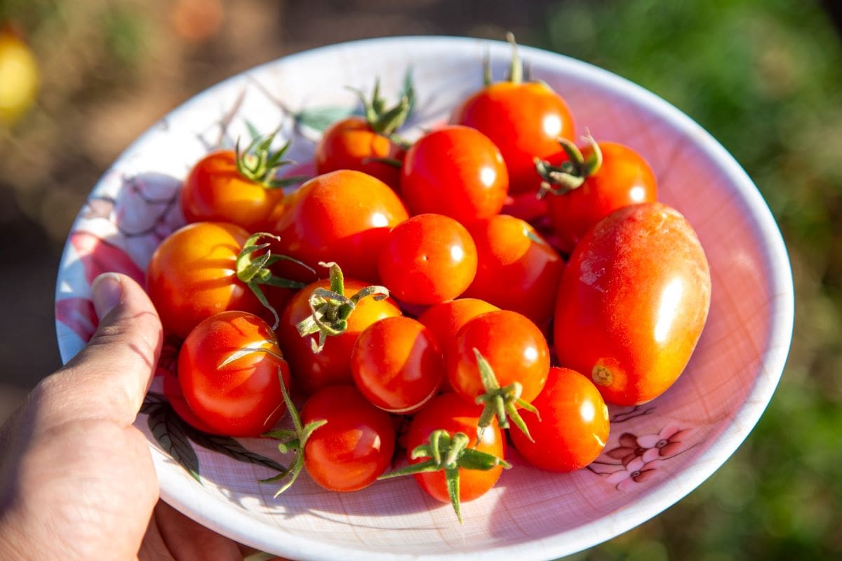 Roasted tomato sauce