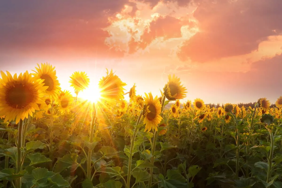 timothy eberly XVE2eMZGrhk unsplash Sunflowers RESIZED