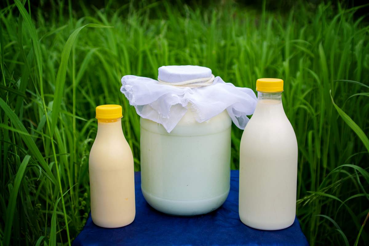 Discover the benefit of kefir milk plus kefir best brand.