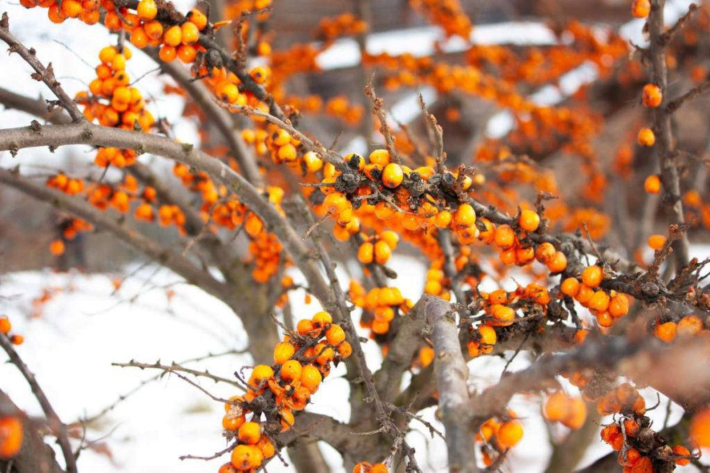 Sea buckthorn berries sea buckthorn pulp oil _