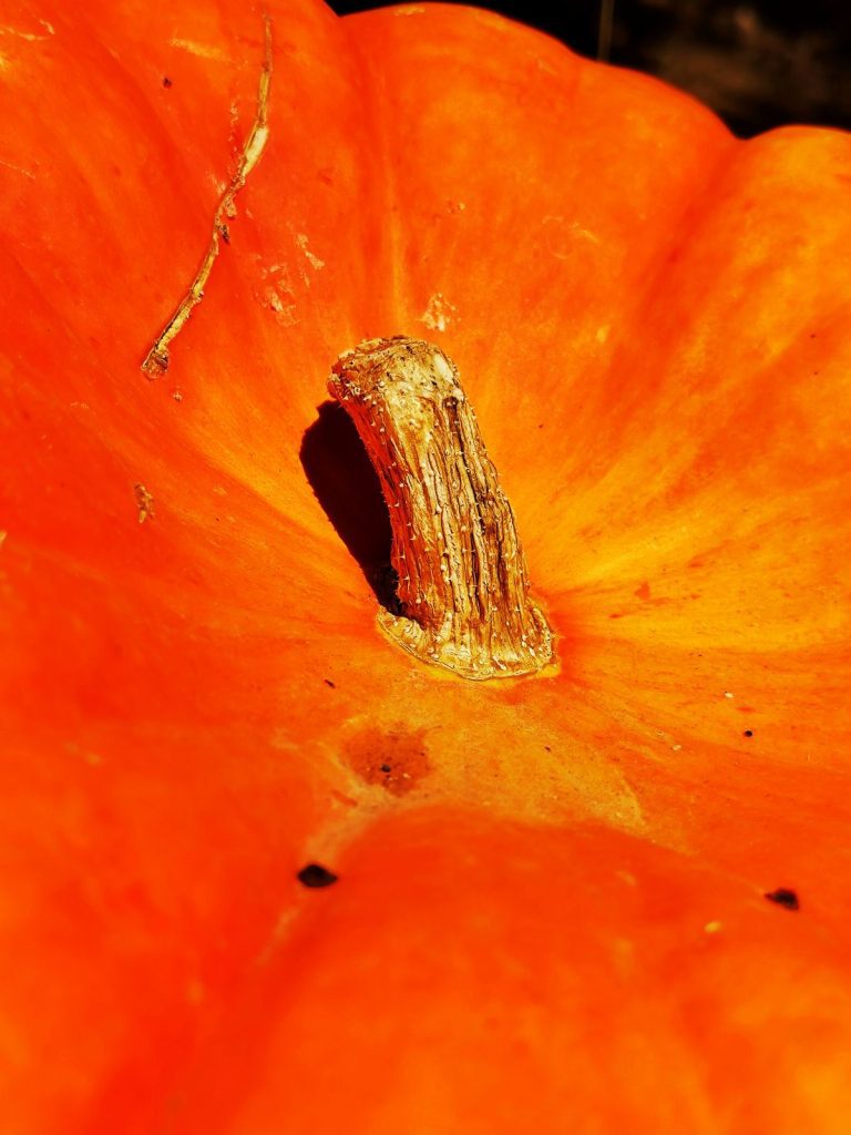 Pumpkin seed Skin microbiome natural oil sensitive skin